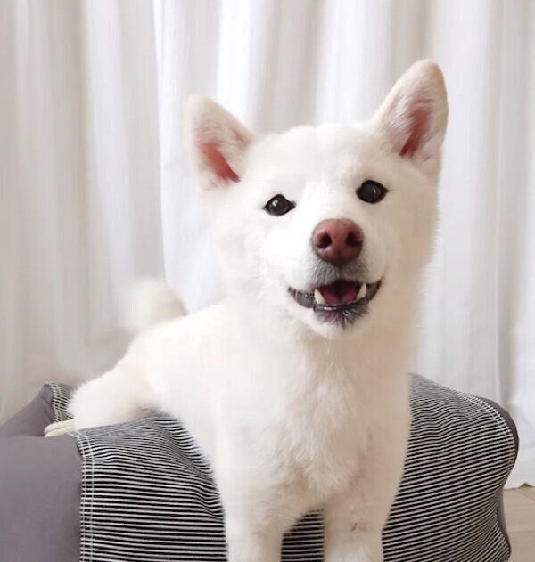 飼い主さんと見つめ合うゆずちゃん