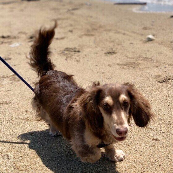 ご機嫌なダックス