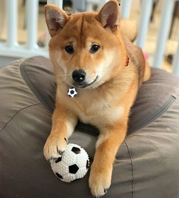 サッカーボールを前足で押さえるゆずちゃん