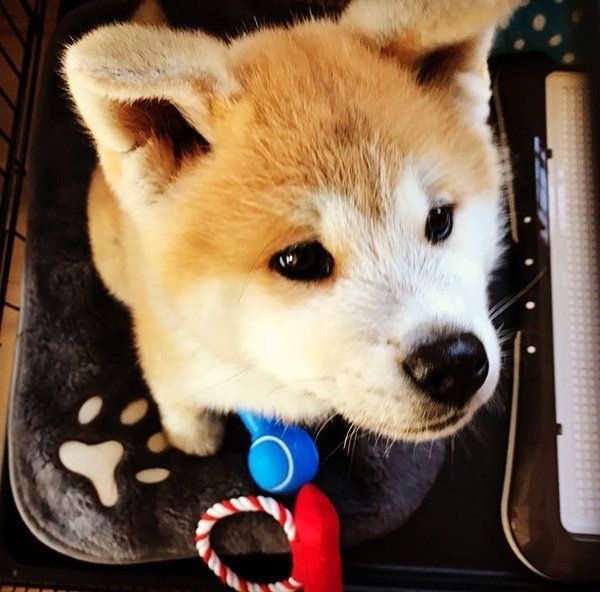 おうちに来たばかりの秋ちゃん