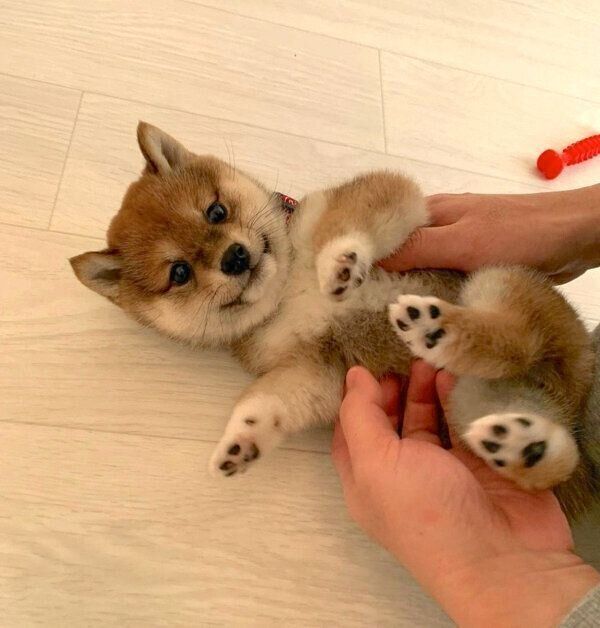 寝転がるはなちゃん