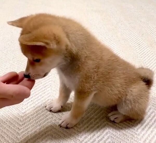 「オスワリ」をするゴン太くん