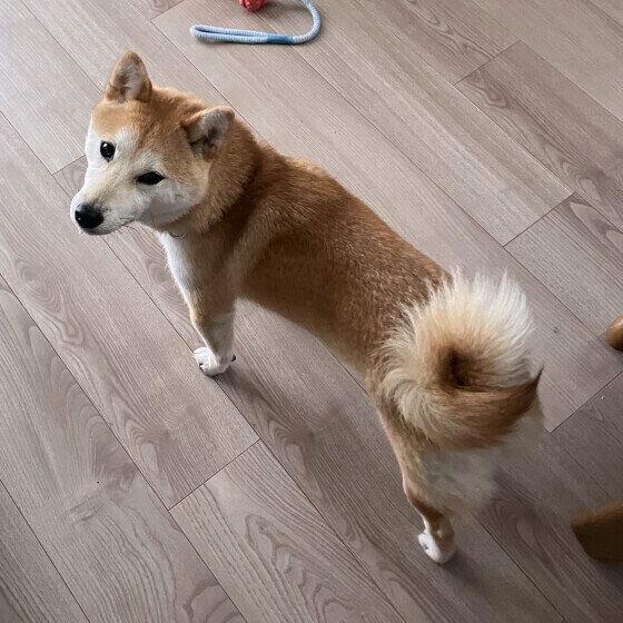柴 しっぽ