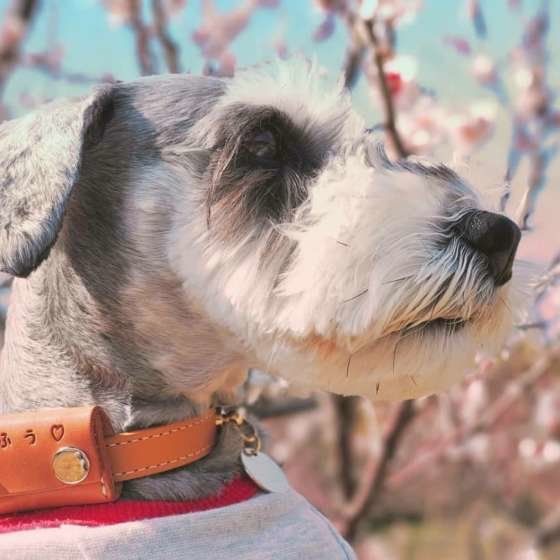 【シニア犬の介護】飲んでいるお薬を勝手にやめないで！
