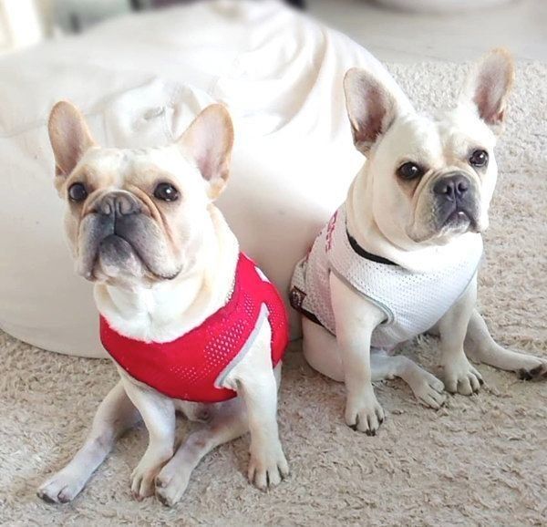 仲良しなフレンチ・ブルドッグの兄妹