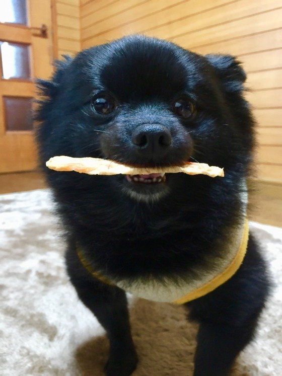 おやつ食べてる黒のポメラニアン