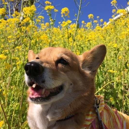 コーギー みるくちゃん