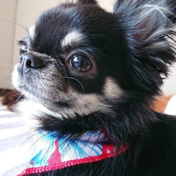 チワワのこうめちゃん