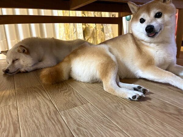 まったりするくるみちゃん、餅子ちゃん