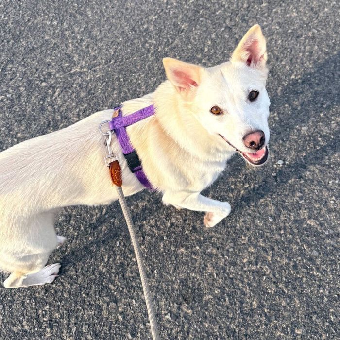 散歩中にニコニコ顔になるハクちゃん