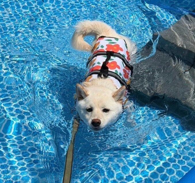 プールに入るこもちちゃん