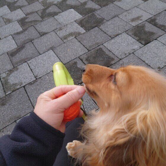 ボールをもってきておやつをもらう犬