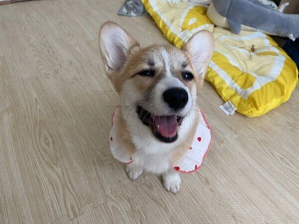 笑顔が可愛いコパンちゃん