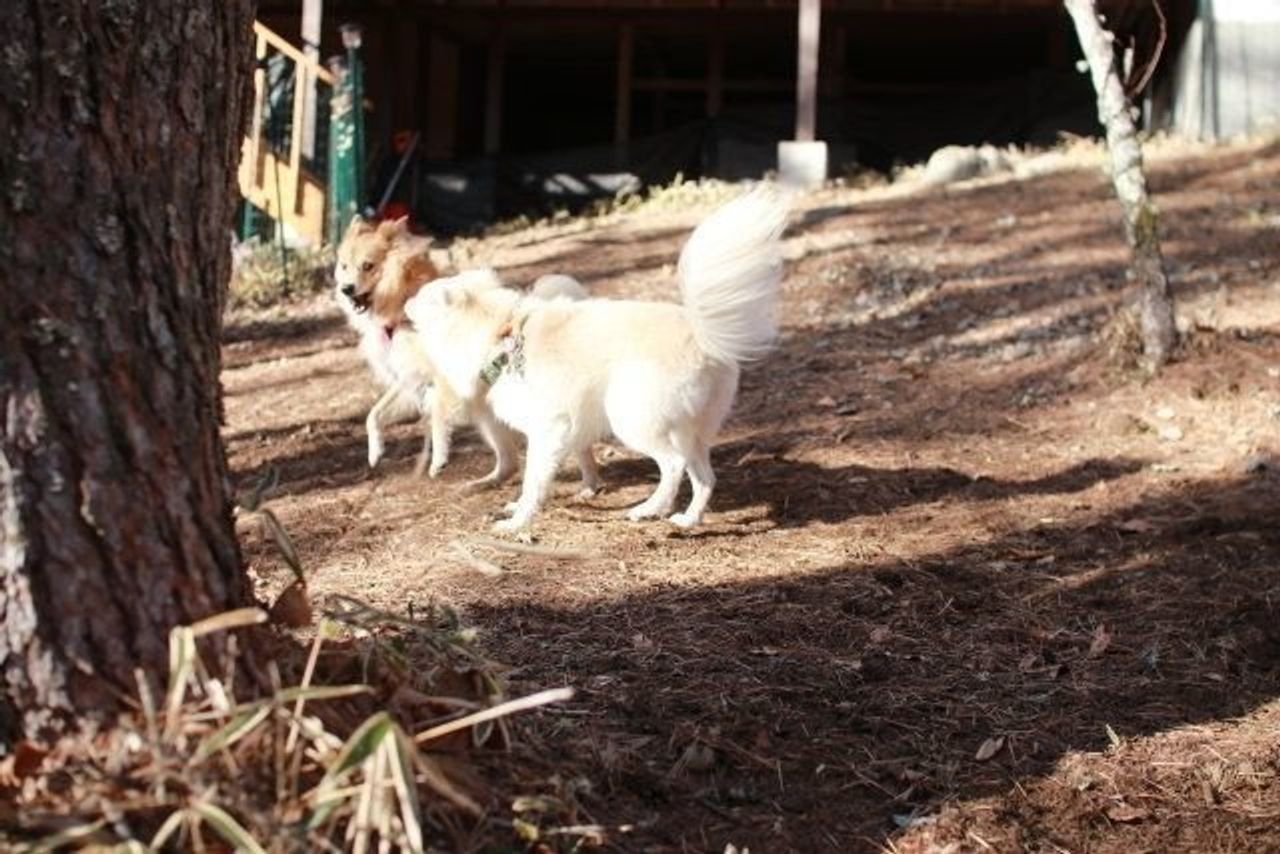 偽善の動物保護団体には気をつけようね でも本当は 穴澤賢の犬のはなし いぬのきもちweb Magazine 偽善の動物保護団体には気をつけようね でも本当は 穴澤賢の犬のはなし いぬのきもちweb Magazine