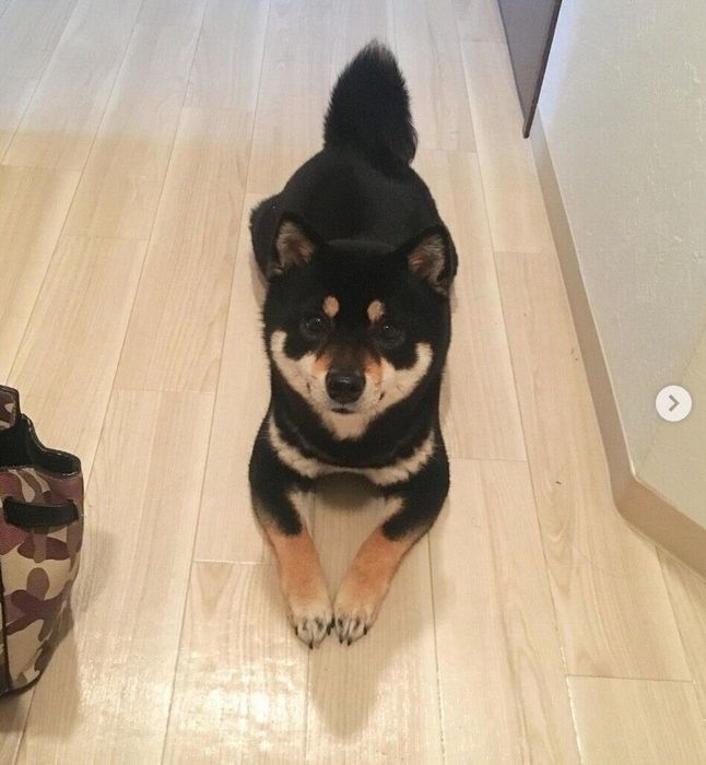 見つめるコブちゃん