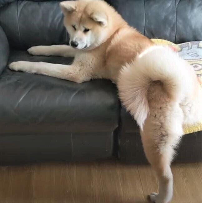 ソファーと秋田犬