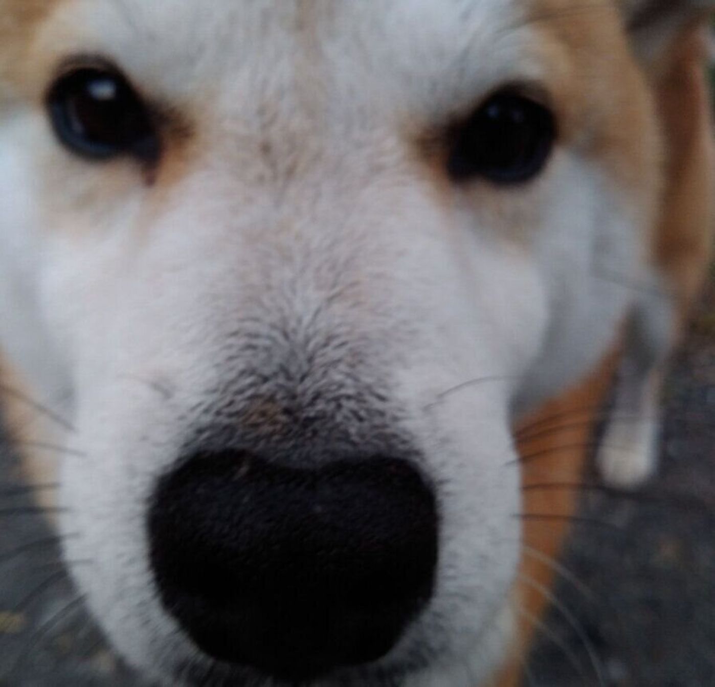 柴犬ドアップの接写写真が好きな私 しかし娘はもっとチャレンジャー 連載 モフモフ柴とプニプニ娘 第155話 いぬのきもちweb Magazine 柴犬ドアップの接写写真が好きな私 しかし娘はもっとチャレンジャー 連載 モフモフ柴とプニプニ娘 第155話 いぬのきもちweb Magazine