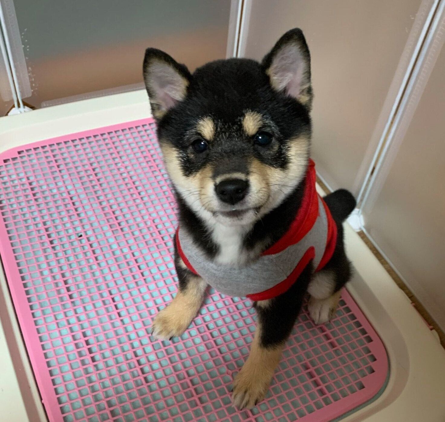 生後4カ月のころのあのんちゃん