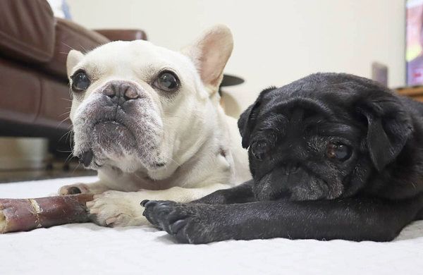 仲良しなフレンチ・ブルドッグとパグ