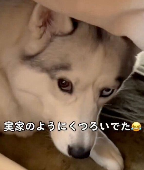 コタツの中でくつろぐアシㇼちゃん