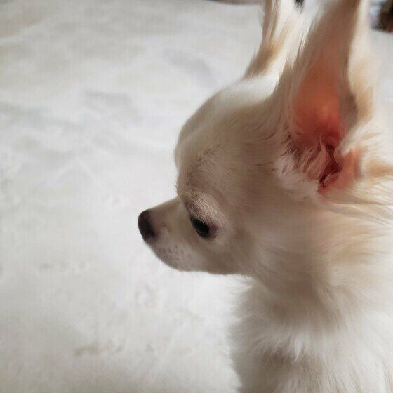 お耳をピーンと立てるボルトくん