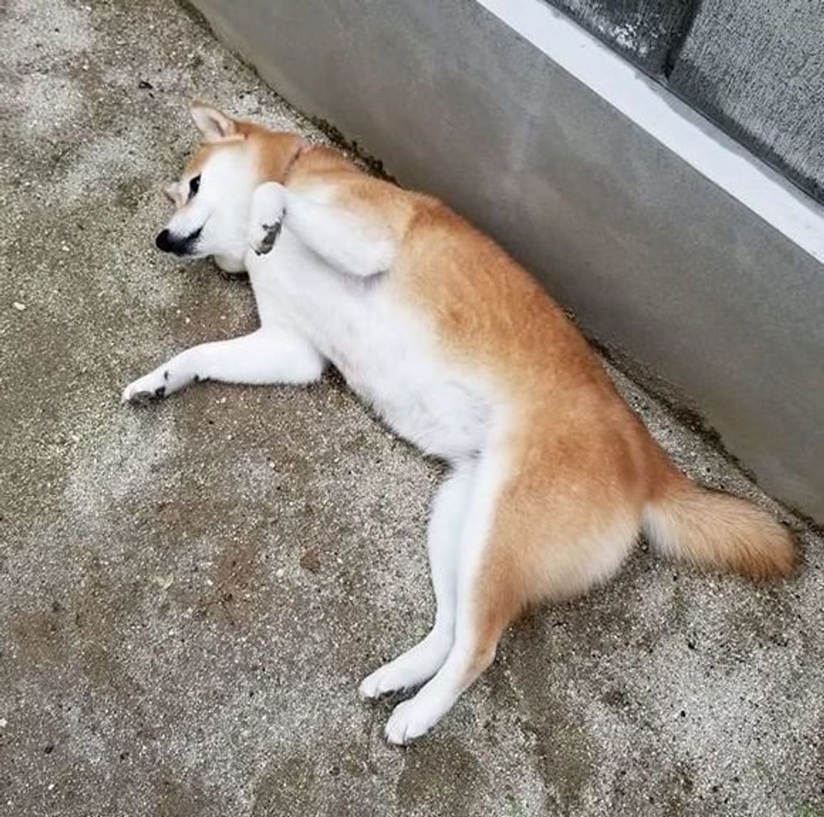 柴犬あるある 簡単に催眠術にかかる 連載 ここ掘れここ柴 Vol 32 いぬのきもちweb Magazine 柴犬あるある 簡単に催眠術にかかる 連載 ここ掘れここ柴 Vol 32 いぬのきもちweb Magazine