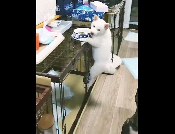 ケージに登ってごはんを食べるあまちゃん