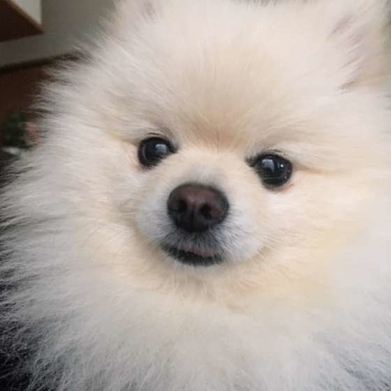 フワフワの毛のポメラニアン