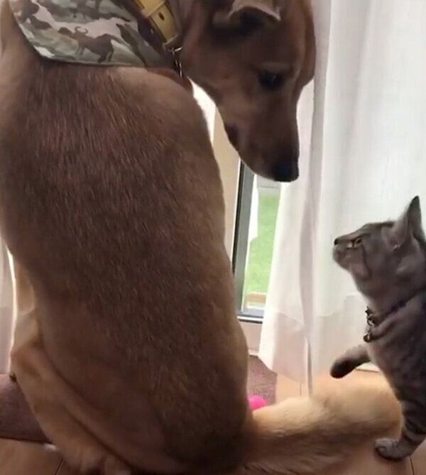 付かず離れずのこたろうくん、あんずちゃん