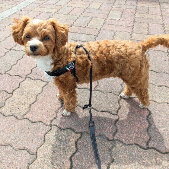 お散歩できて満足な様子の犬