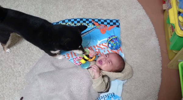 ベビーシッター