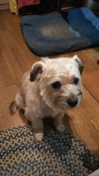 ボーダー・テリア