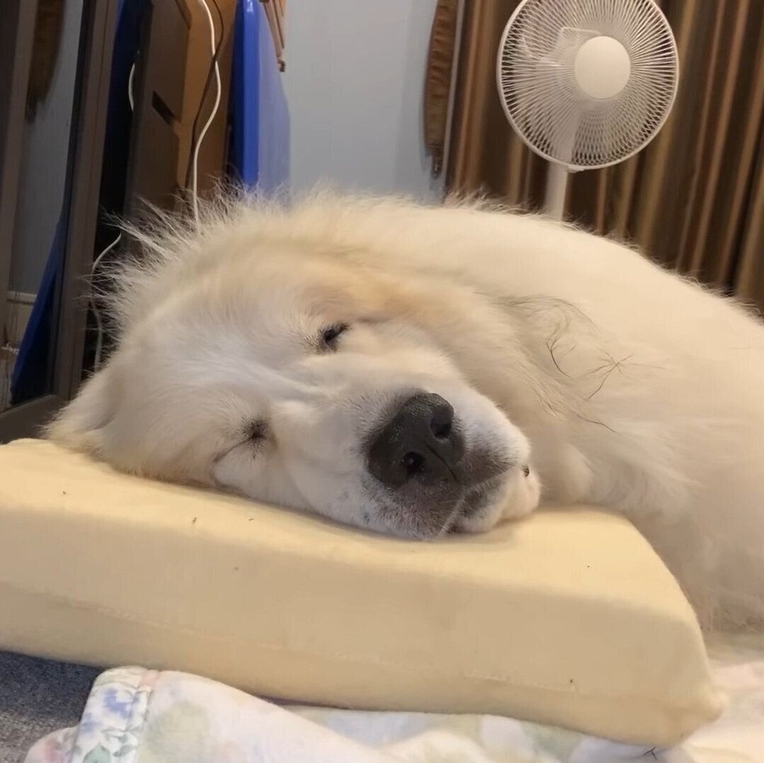 快眠中のアラン君