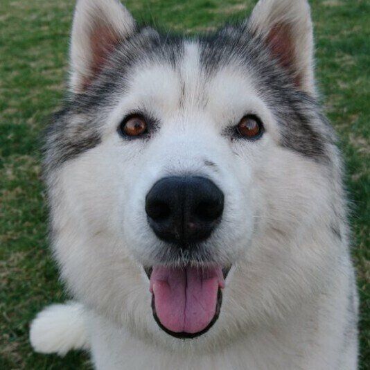 シベリアン・ハスキーのそらちゃん