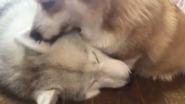 キャリーちゃんの耳をハムハムするムギちゃん