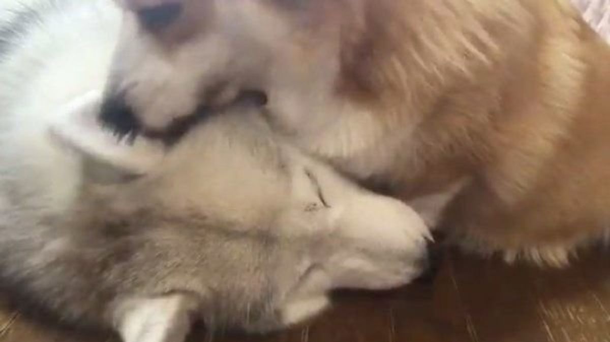 なんという無限ループ ハムハムしてあげる犬が可愛すぎた いぬのきもちweb Magazine なんという無限ループ ハムハムしてあげる犬が可愛すぎた いぬのきもちweb Magazine