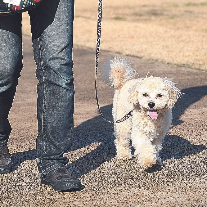 犬が 吠えない性質 に 吠えない犬に育てるための３つのコツとは いぬのきもちweb Magazine
