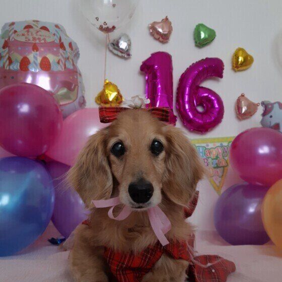 ミニチュア・ダックスフンドのチップちゃん