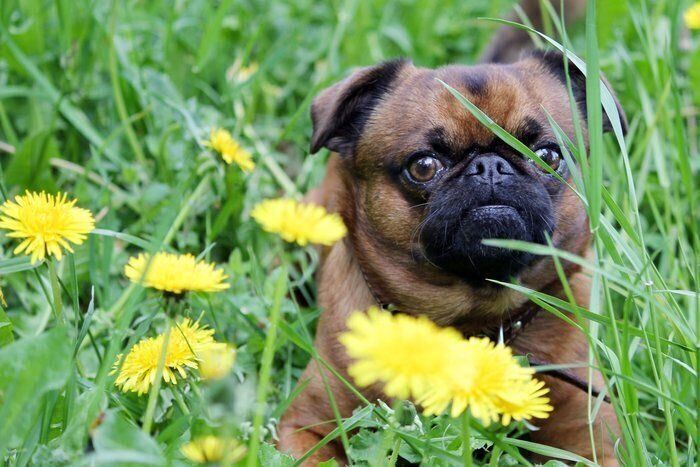 プチ・ブラバンソン