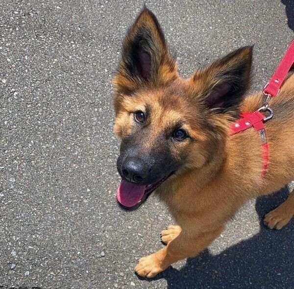 お散歩を楽しむくま子ちゃん