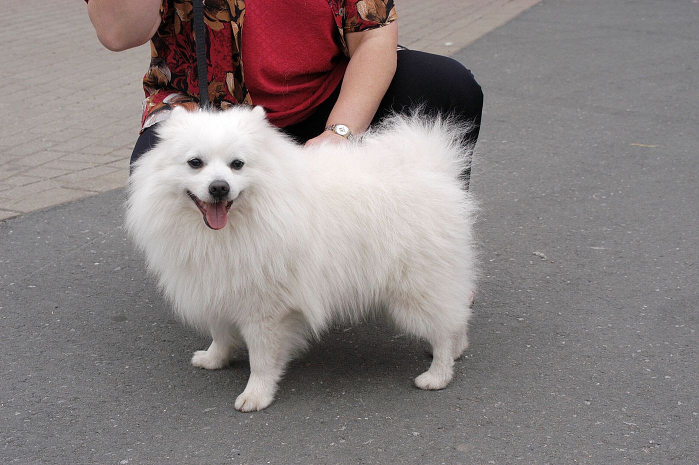 犬好きならチャレンジしてみたい 激ムズ犬種クイズ あなたは何問解ける いぬのきもちweb Magazine 犬好きならチャレンジしてみたい 激ムズ犬種クイズ あなたは何問解ける いぬのきもちweb Magazine