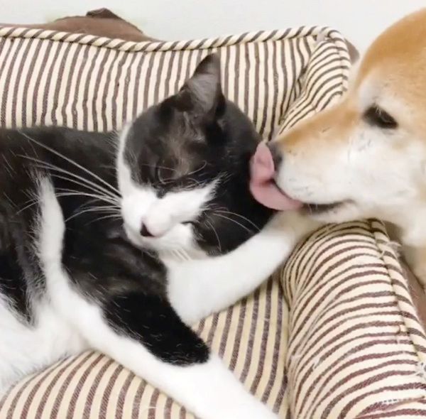 同居猫が大好きな犬