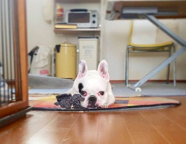 ふてくされるふぁるふぁるちゃん