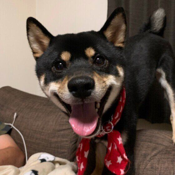 柴のはなまるちゃん