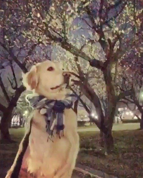 かっこいい犬
