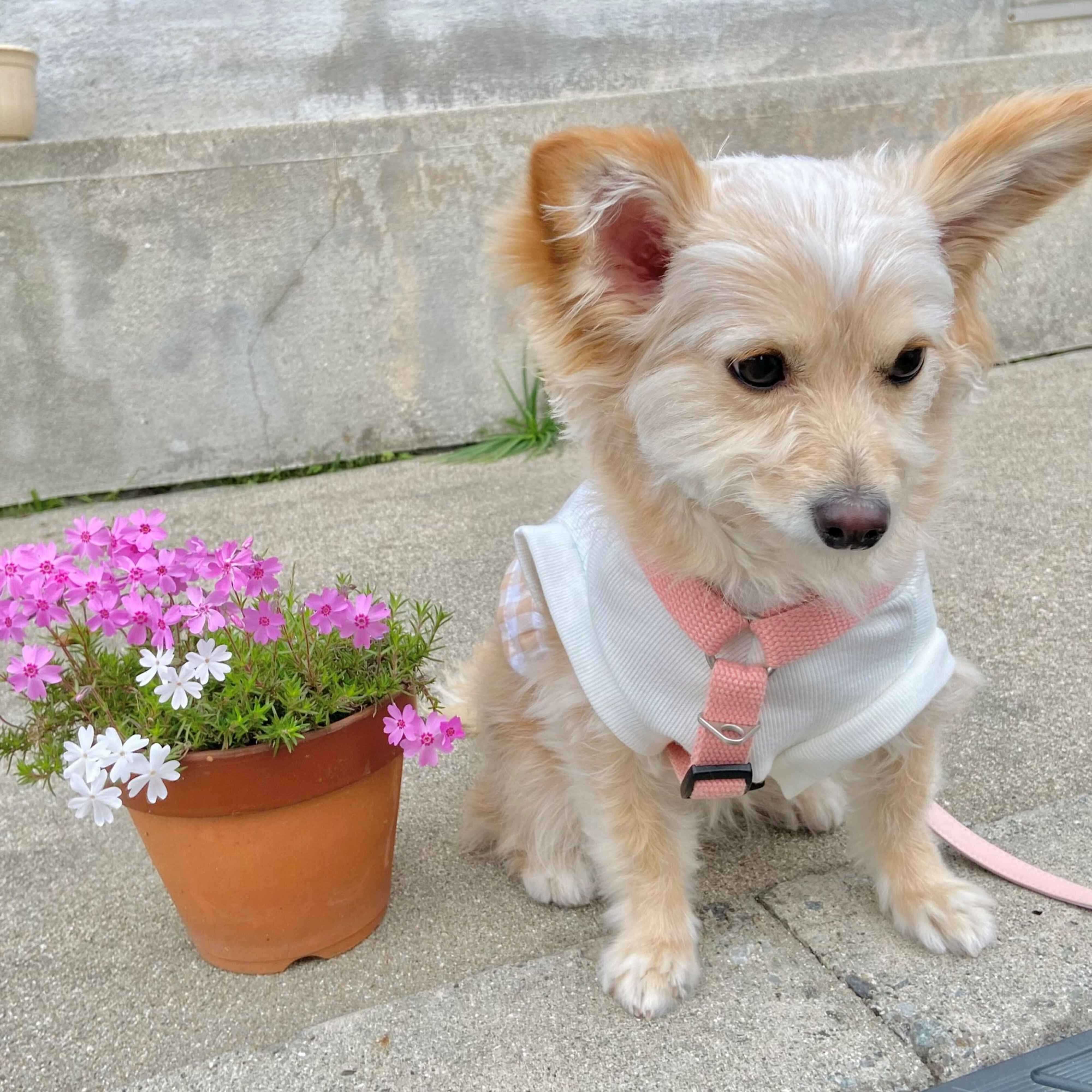 1才9カ月の犬