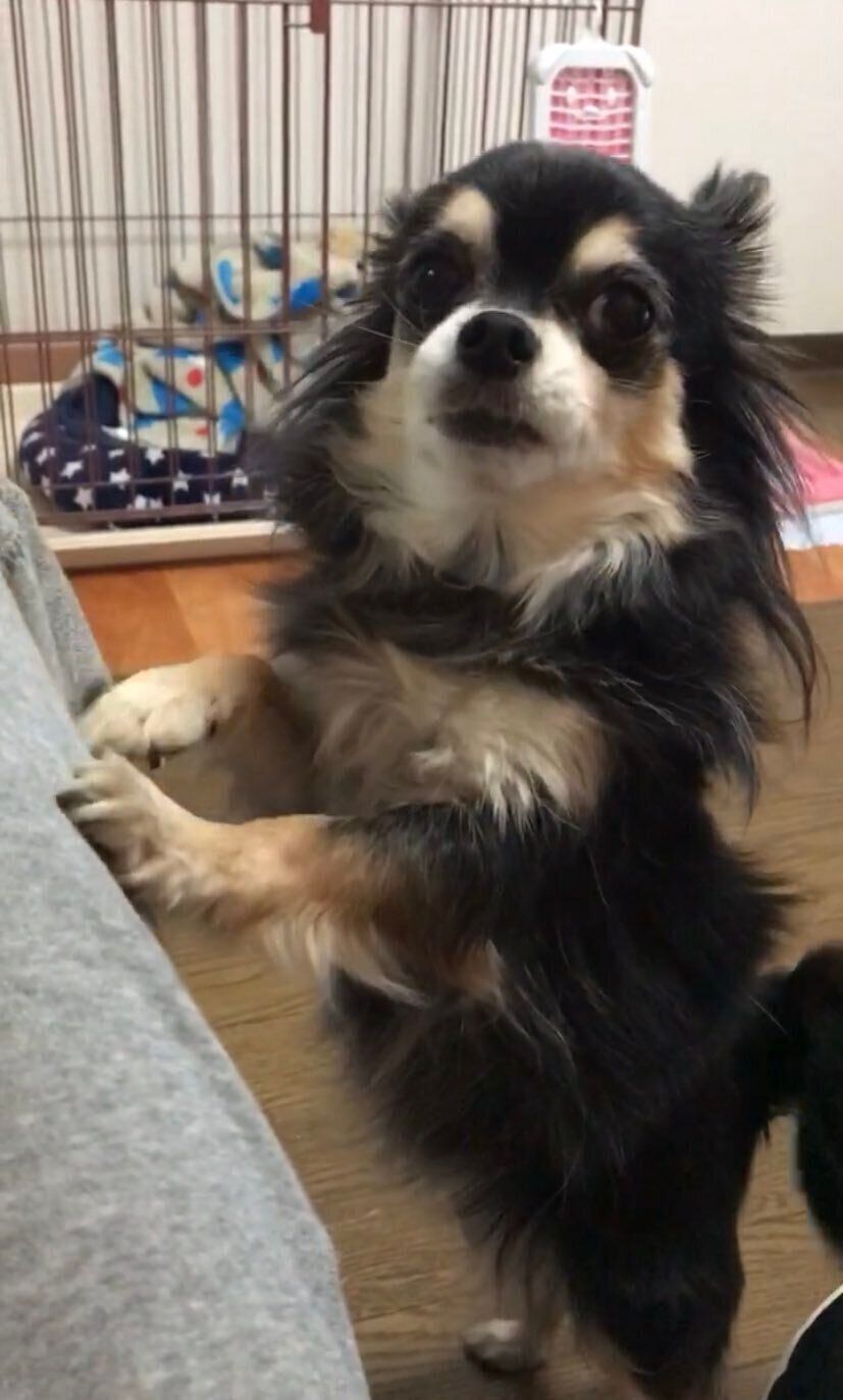 チワワのゆずちゃん