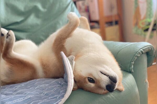 くつろぐハルちゃん