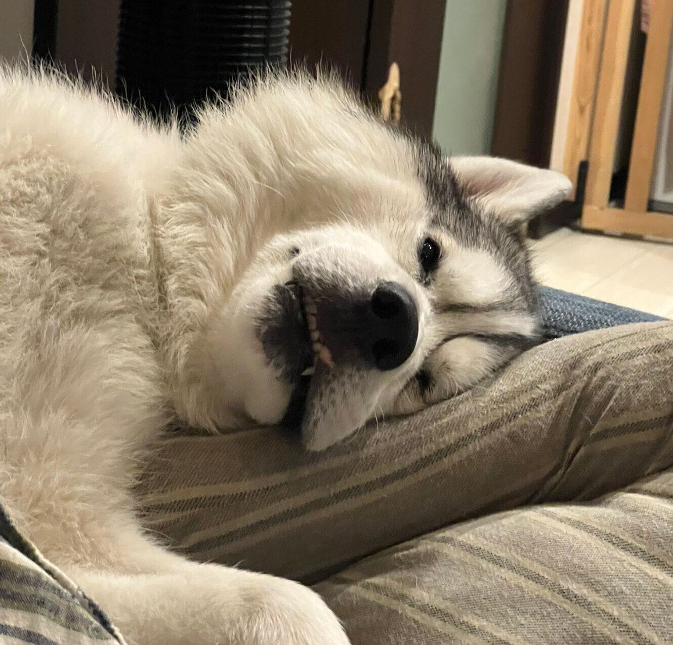 寝顔も可愛い琥珀くん