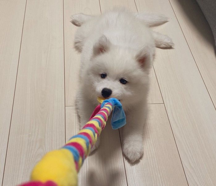 お気に入りのおもちゃで遊ぶほたてちゃん
